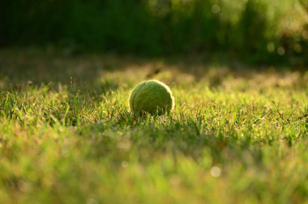 Tennisboll ligger på gräset och vilar.